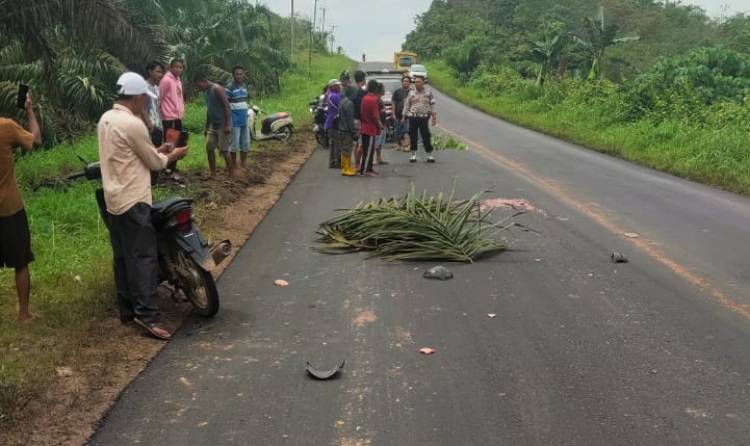 Laka Lantas Tabrak Lari di Jalan Lintas Timur Sumatera Bungo-Padang, Pemotor Tewas di TKP