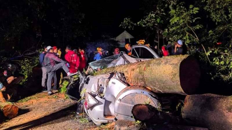 Pohon Besar Tumbang Timpa Dua Mobil di Pacet-Cangar Mojokerto, 1 Sopir Tewas