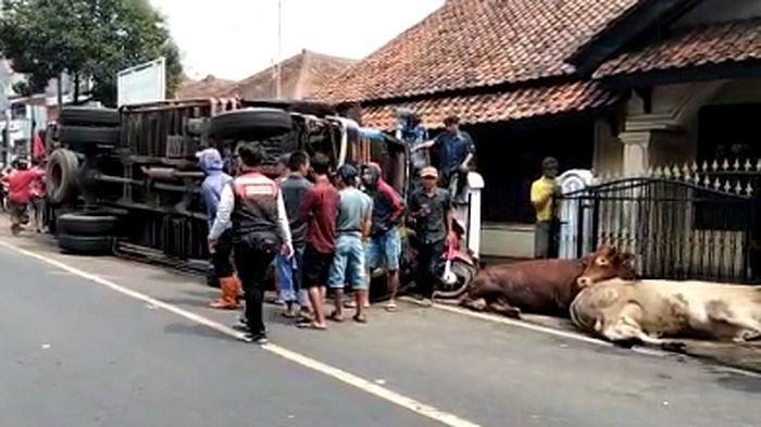 Kecelakaan Maut di Salatiga Menimpa Truk Trailer dengan 3 Kendaraan, Mengakibatkan 1 Orang Tewas & 7 Sapi Mati